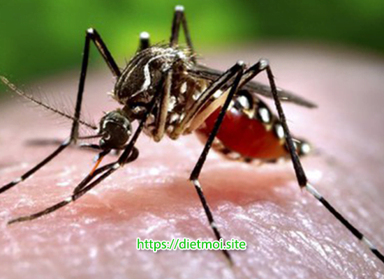 Diệt muỗi để phòng bệnh sốt xuất huyết