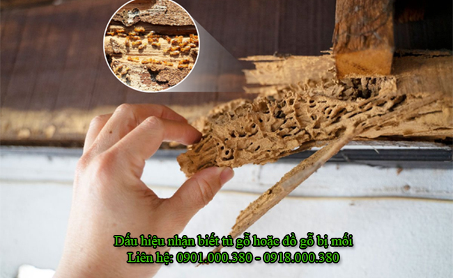 Dấu hiệu nhận biết vật dụng ở nhà đang bị mối.