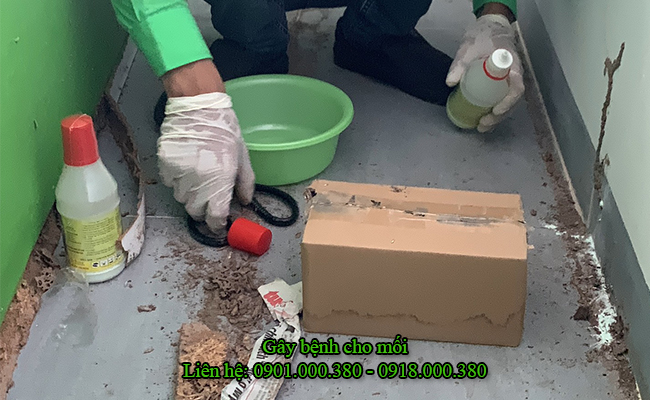 Kỹ thuật viên tiến hành gây bệnh sinh học cho mối.